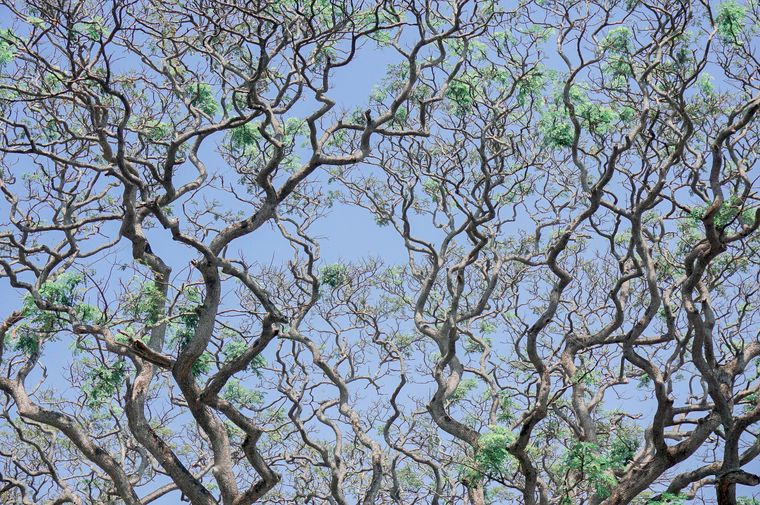 Branching tree structures